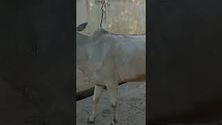 Cow videos #youtubeshorts #shortsyoutube #cuteanimals #shorts