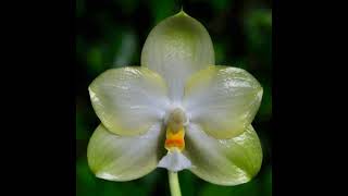 British Orchid Council