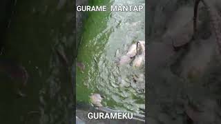 CARA BUDIDAYA IKAN GURAME DI KOLAM TERPAL - UKURAN KOLAM 4 X 4 m #shorts