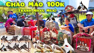 Toàn Cảnh Chợ Chim Cảnh Lạng Sơn Sau Bão | Quá Bất Ngờ Chào Mào 100K Một Con