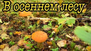 В осеннем лесу