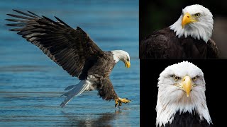 Majesty of the Bald Eagle