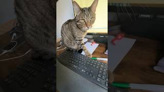 Homeoffice with cats 🐈 😹lustige Katzenvideos 😻#cats #shorts