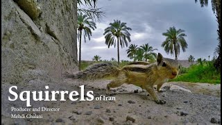 Wildlife of Iran: Squirrels / حیات وحش ایران: سنجاب ها