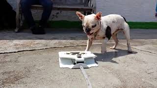 FOUNTANERZ™ - Pet Dog Water Fountain