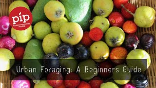 Urban Foraging: A Beginners Guide: Video Series