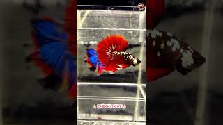 SAMURAI | Ohm red samuraibetta @betta @cupang #shorts #viral #samurai