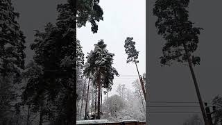 Зимние сосны, декабрь 2023. Winter pines, December 2023.