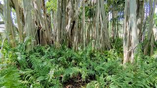 Banyan Trees at Ringling Museum Grounds aka Ewok Village