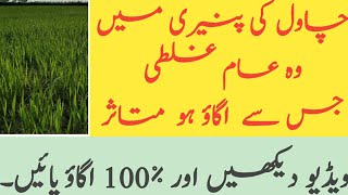 Farmer face challange at the time germination of rice |Dhan|chawal|Oryza Sativa|Hybrid Rice| #rice