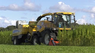 Hennep hakselen met de New Holland FR9050 voorzien van een Kemper Champion 4500