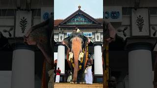 🔥വൈക്കത്തഷ്ടമി  ഒൻപതാം ഉത്സവം  ഗജപൂജ🔥 #shortvideo #shorts #vaikathashtami #vaikomtemple #shots