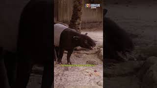 Mengapa Tapir Memiliki Hidung yang Panjang? #Tapir #HewanTapir #Proboscis #Fakta #viral #shortsviral