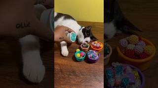 😻🌈Amazing colourful beads pouring with cat, cat and beads satisfying asmr video #cats #catvideos