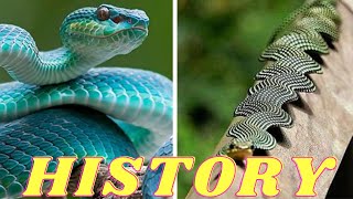 History of Snake