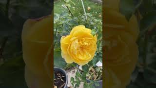 Incredible Beauty of Yellow Roses