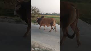 The strongest bull 🐂 of my village do you have ever seen like this bull ♉ #bull #bully #cow #buffalo