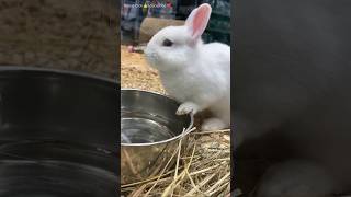 Fluffy Bunny |Cutest moment ever| #bunny #rabbit #shorts