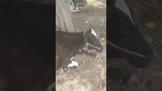 Special cow #viralvideo #natureplants #natureloveres #villagelife #treanding #animals #shortvideo