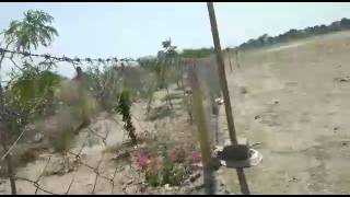 Melawas view of tree plantations.(1)