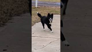 border collie puppy happi bounce #animals #bordercollie #puppy #cutedogs #straydogs