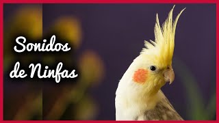 SONIDOS de NINFAS (10 Minutos) 🐦🎶🔊