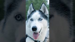 Siberian Husky a Medium Size Dog #siberianhusky #husky #dogs #dog