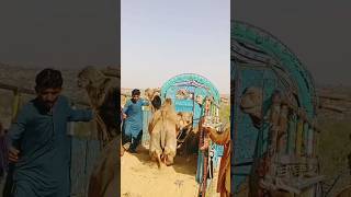 The camel is being loaded into a truck to be sold