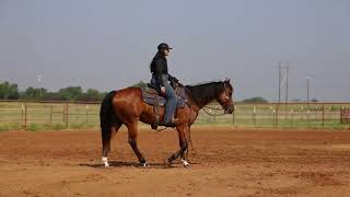 Ritz✨🕺🏼 GENTLE 2019 AQHA Gelding