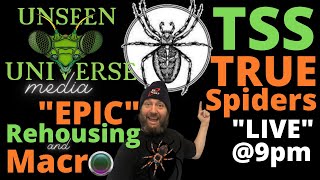 The Spider Shop - TRUE SPIDERS  "EPIC" REHOUSINGS & MACRO (CRITTER CAM) (LIVE)