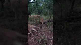 Baby lions - Karongwe Game Reserve - South Africa - May 2018