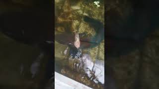 Mantapnyoo 😁 #shortsvideo #shorts #channa #channamaru #snakehead #fish #aquarium #channalimbata