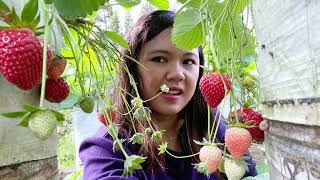 Special edition for strawberry lovers, kebun strawberi Ciwidey, Bandung