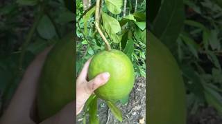 আজকে মাখা করলাম জানজিড়া....কে কে চিনেন এই ফল টা?🤪#food #short #minishortvlog #makha