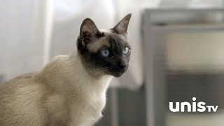 Découvrez les chats siamois - En thérapie avec mon chat - UnisTV