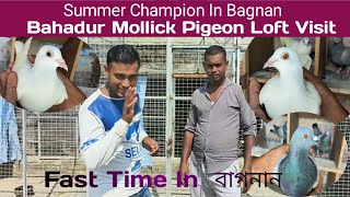 Bagnan Summer champion Bahadur Mollick Pigeon Loft Visit || Gola Line & Kalanka line Pigeon