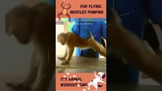 Furry Fitness Freaks: Watch These Animals Get Their Sweat On!