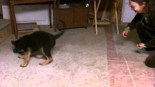 German Shepherd puppy, Kellan VomWeiland 10 wk Oct22.AVI