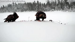 lielie un mazie spārnotie draugi tiekas pie viena kopgalda.  23.01.2021