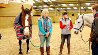 Leadership Whisperers - Leadership with Horses Live events