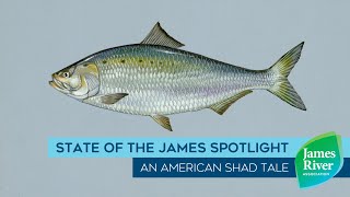 State of the James Spotlight: An American Shad Tale