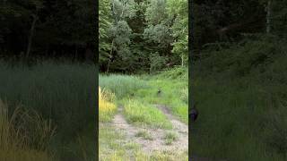 Turkey Hen and Chicks Find Each Other In Tall Grass After Crossing Road