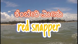 cast net fishing || kemberi meenu || red snapper||