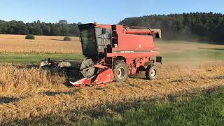 Case International 1640 Axial Flow beim Wintergerste Dreschen