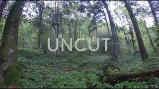 UNCUT - Pădure în Făgăraș - ploaie - 360