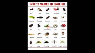 insect name |insect name in english| insects names in english with pictures