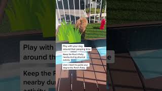 Quick tips to get your dog to use the Porch Potty