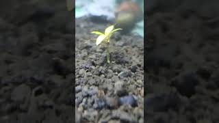 Dancing aquarium plant?