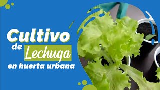 🥬 Cultivo de Lechuga en huerta urbana 💚 Tutorial con la Señora Gloria🟢