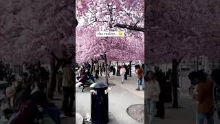 Cherry blossoms Instagram vs reality Kungsträdgården in Stockholm